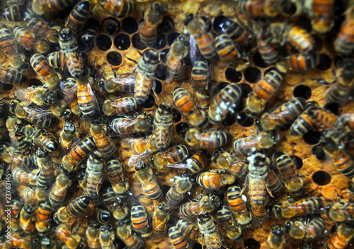 queenbee on honeycomb photo