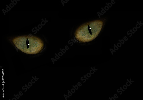 animals eyes in dark
