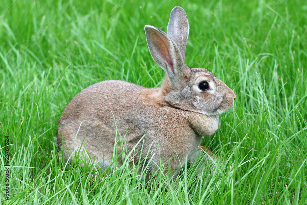 Fototapeta premium brown rabbit.