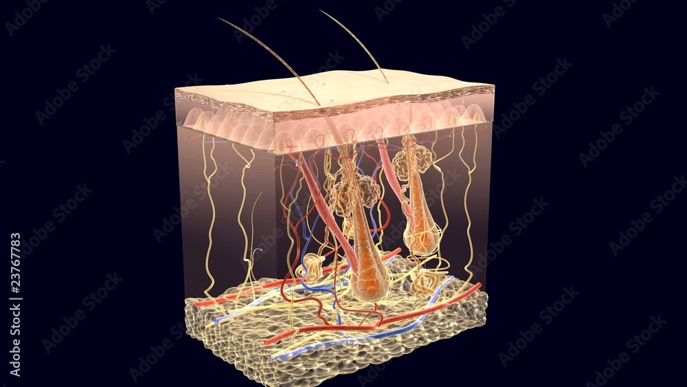 Human skin animation, cross section with layers