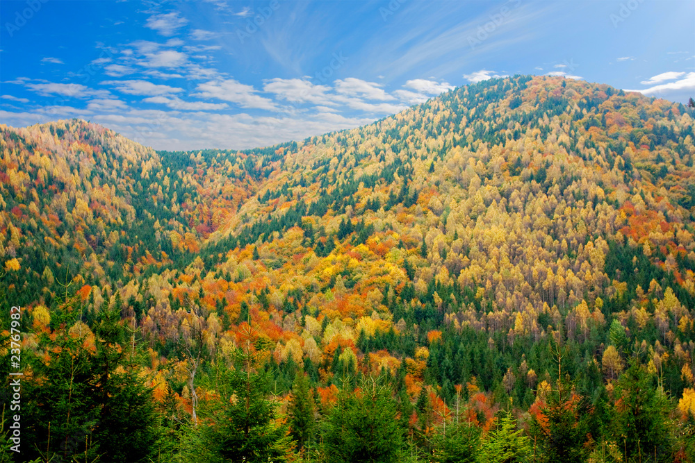 Fototapeta premium autumn forest