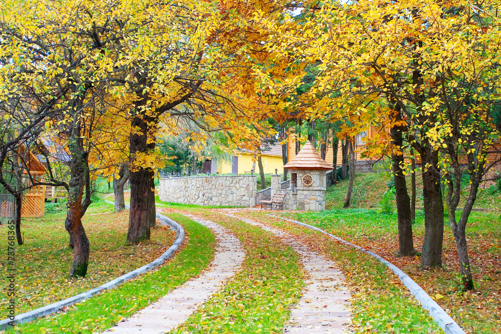 Fototapeta premium autumn forest