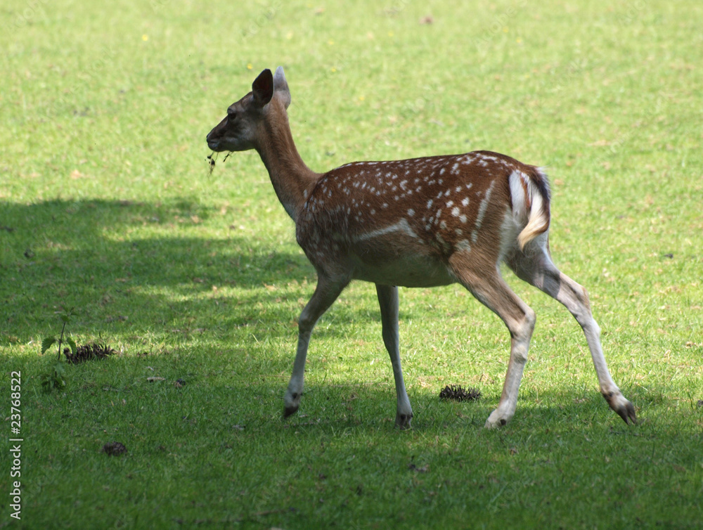 Fototapeta premium Dammwild