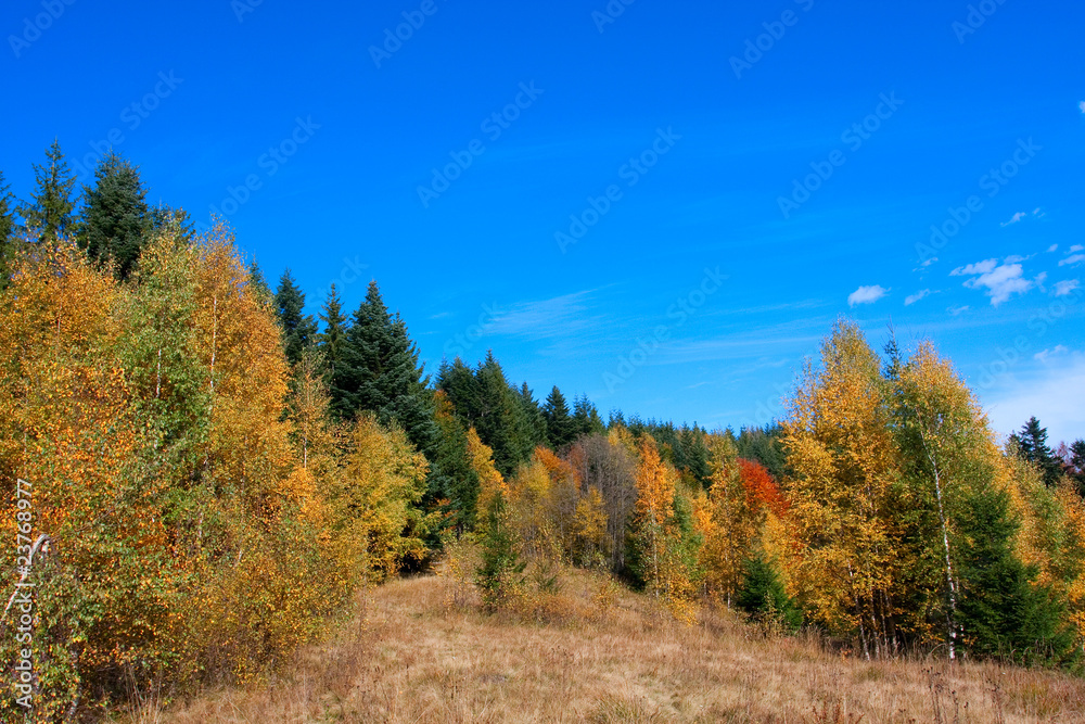 autumn forest