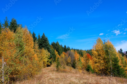 autumn forest