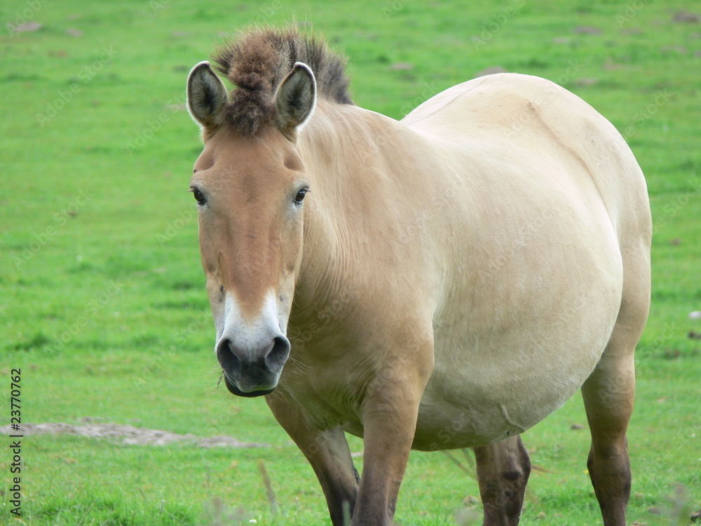 Przewalski-Pferd