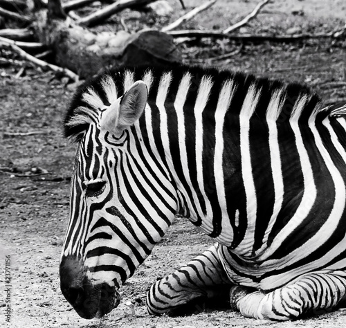 zebra