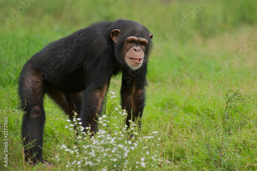 Chimpanzee (Pan Troglodytes) with a humorous expression.