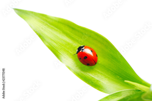 Ladybug © haveseen