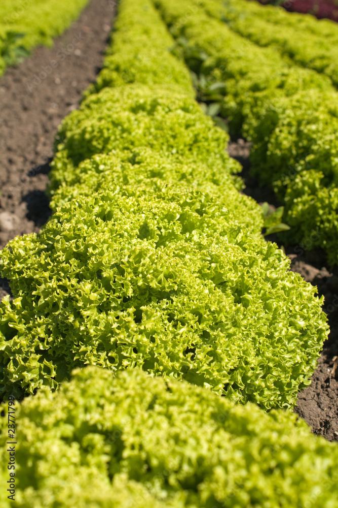 Obraz premium Frische Salate