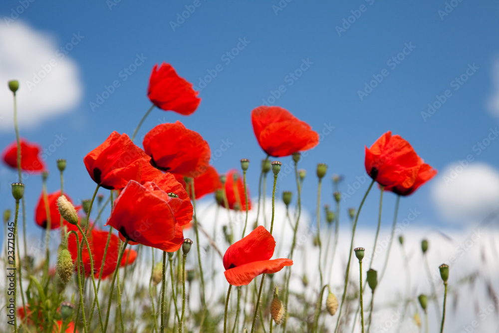 Obraz premium mak roter