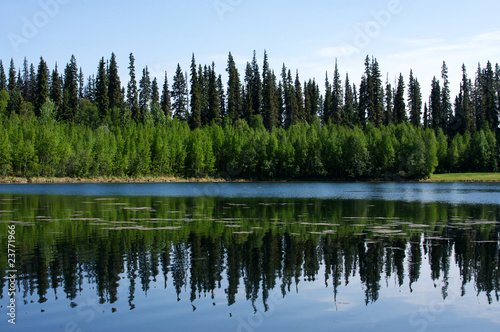 Forest Reflections