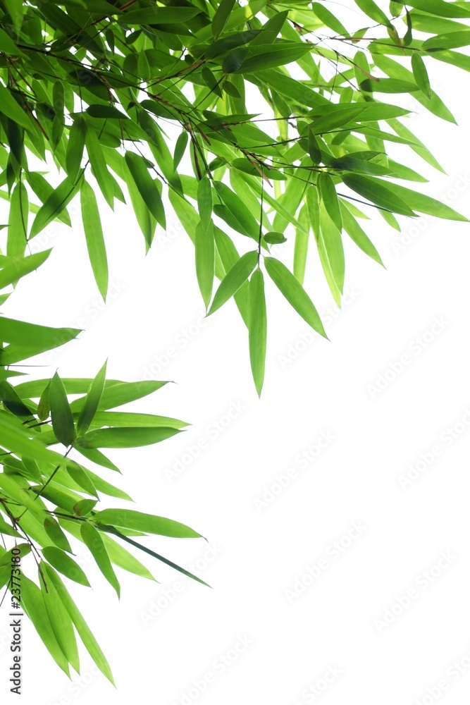 Naklejka premium Bamboo leaves