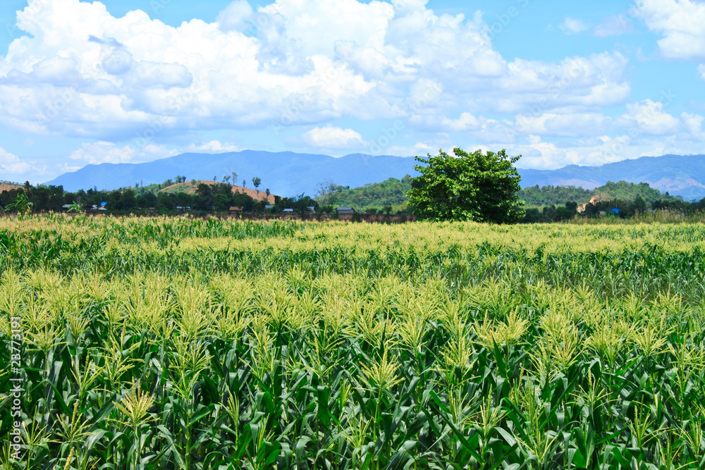 green landscape