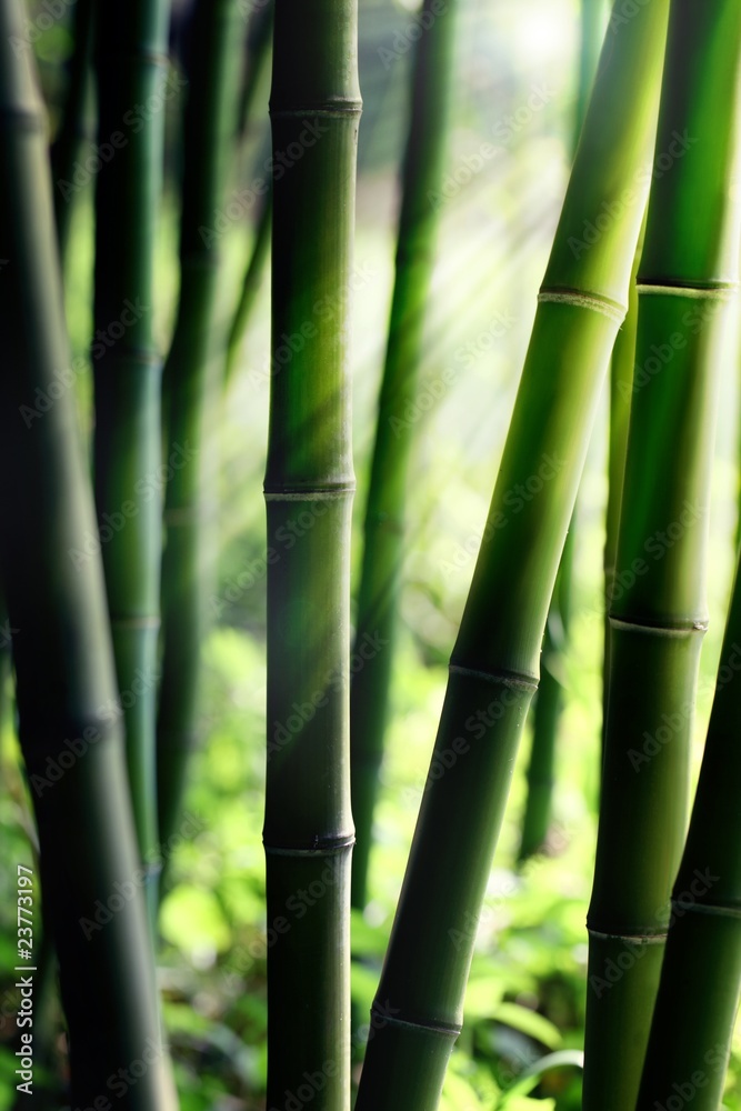 Obraz premium Bamboo forest