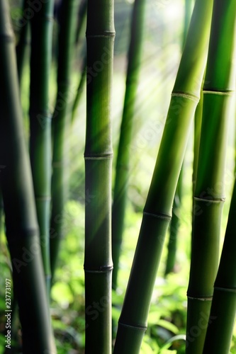 Bamboo forest #23773197