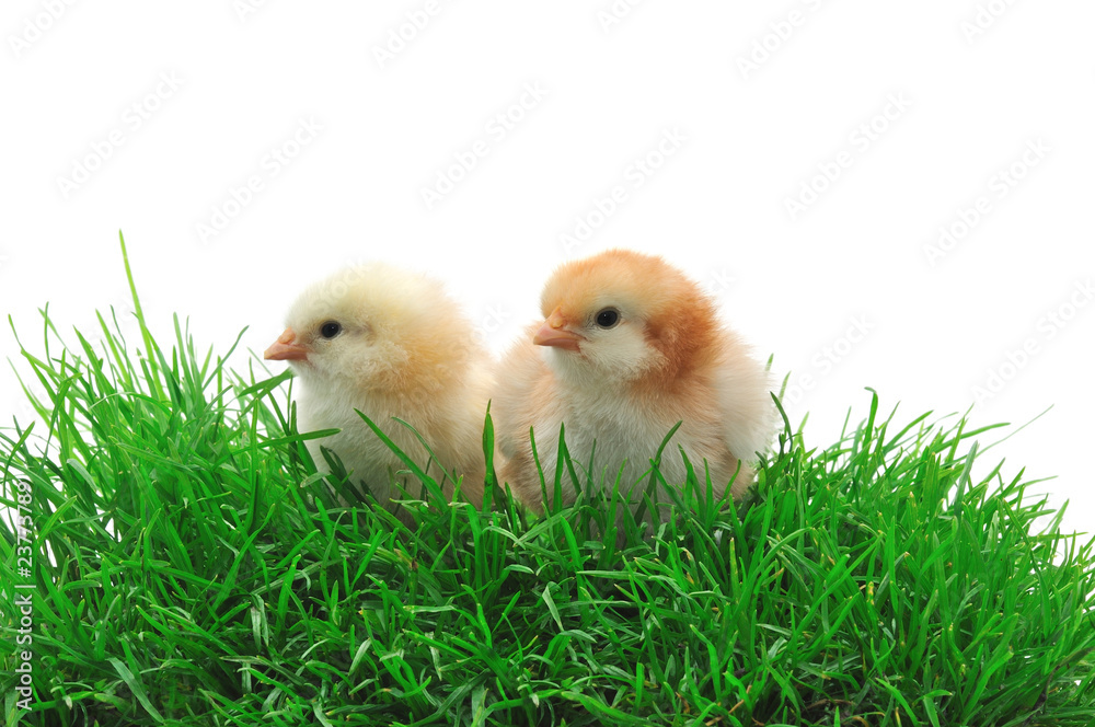 two chicks in grass