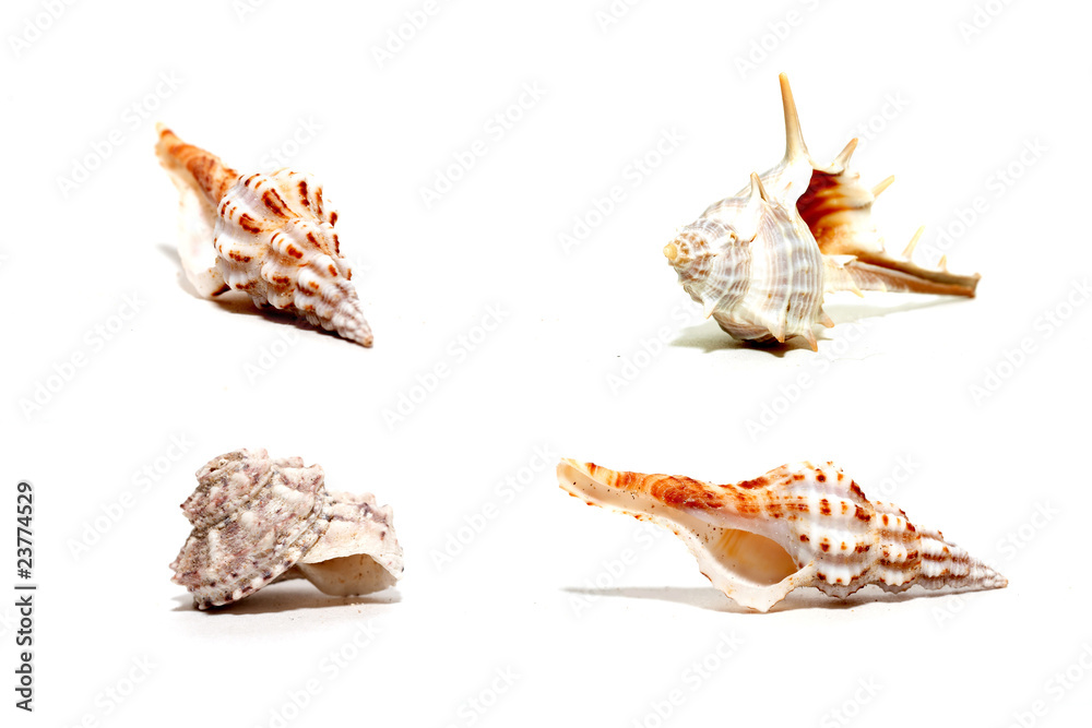 Collection of shells isolated on white