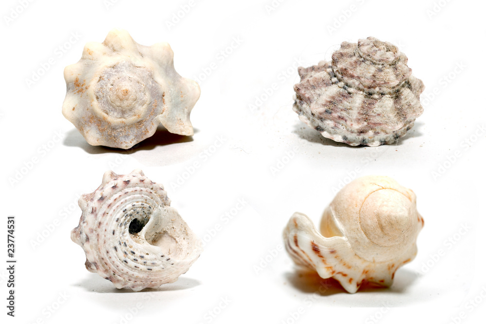 Collection of shells isolated on white Collection of shells isolated on white