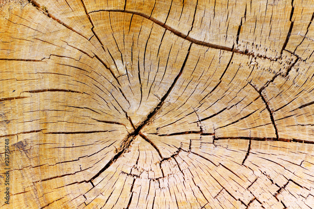 Fototapeta premium Stump