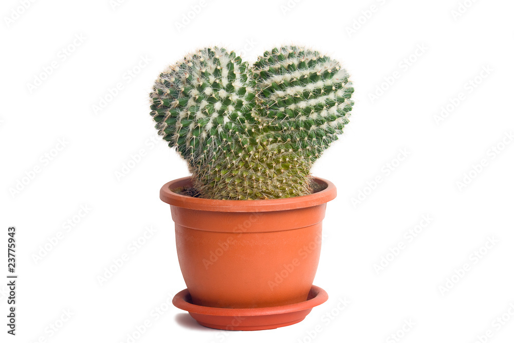 A cactus in a pot A cactus in a pot