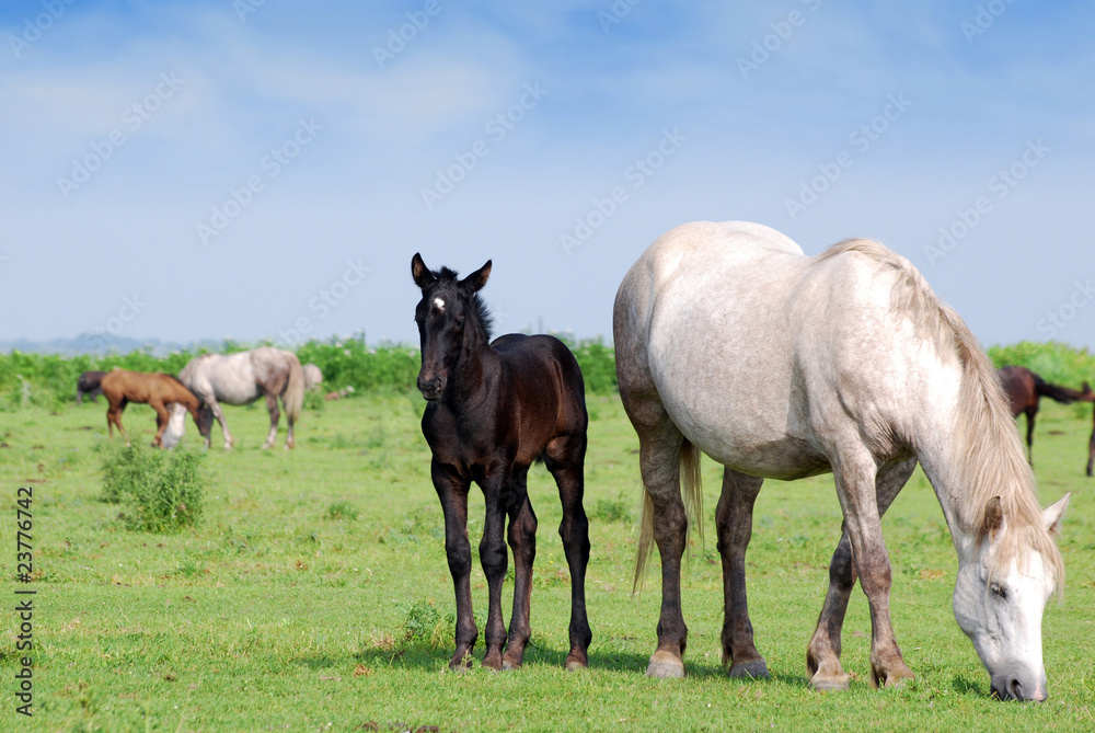 white horse and black foal on pasture white horse and black foal on pasture