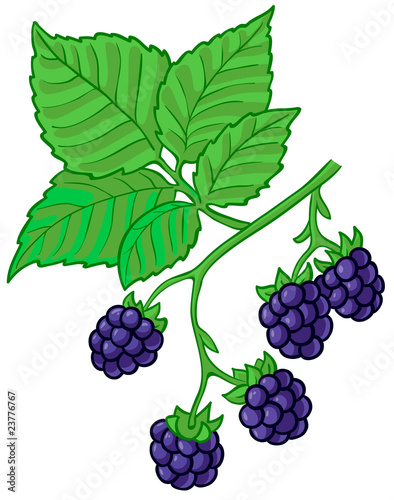 Isolated vector illustration of blackberry branch