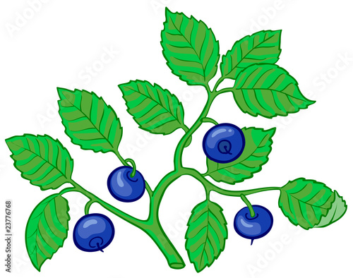Isolated vector illustration of bilberry branch