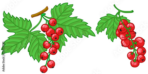 Isolated vector illustration of currant branch