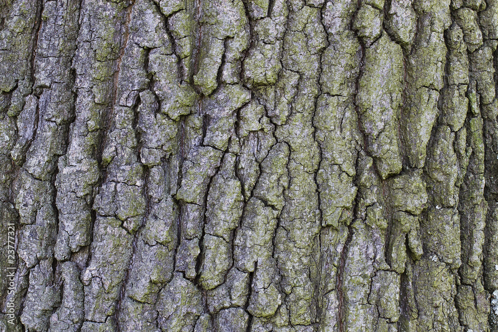 hintergrund textur einer baumrinde buche hintergrund textur einer baumrinde buche