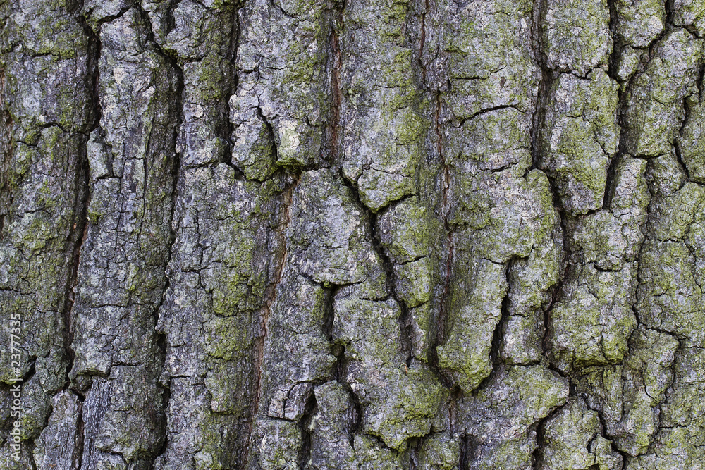 hintergrund textur einer baumrinde buche grob hintergrund textur einer baumrinde buche grob
