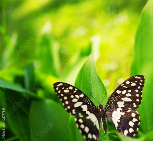 Beautiful butterfly on a green leaf #23777351