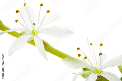 fleurs de phalangère, fond blanc photo