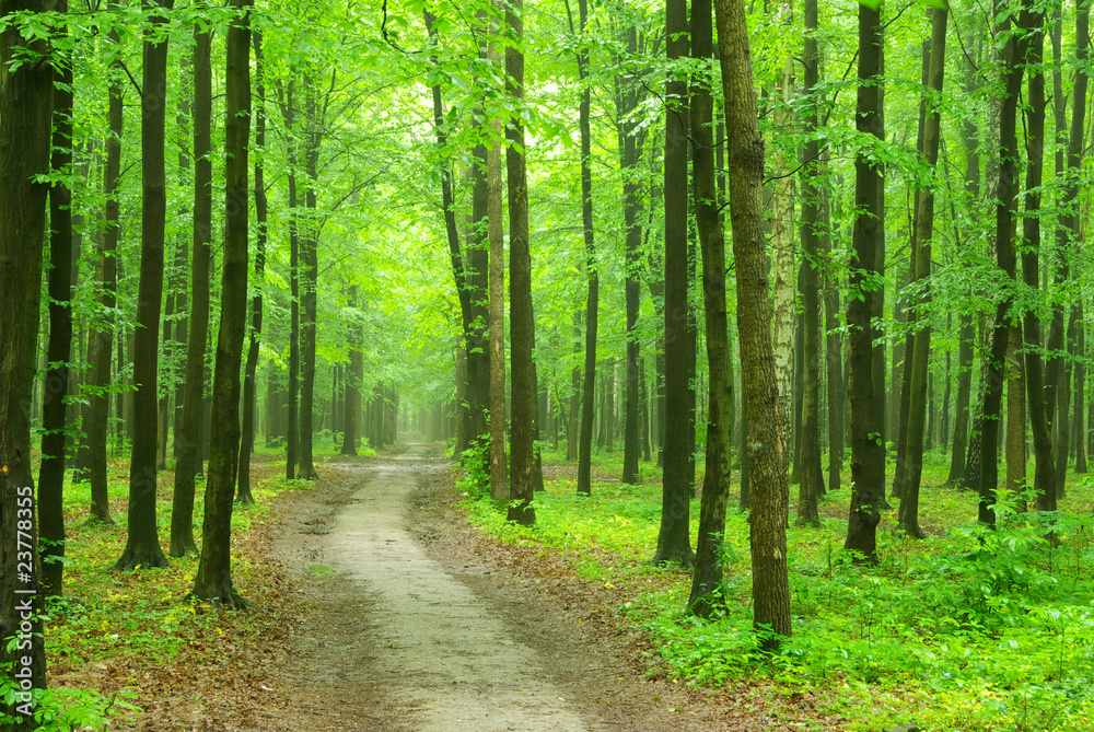 Obraz premium forest