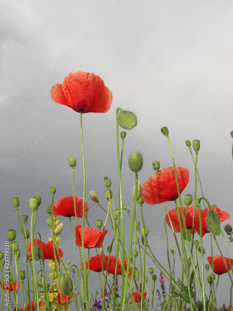 Obraz premium Maki polne 4