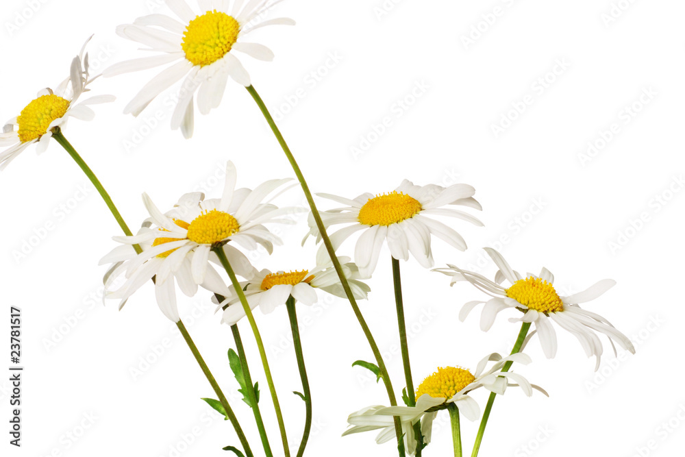 daisies daisies