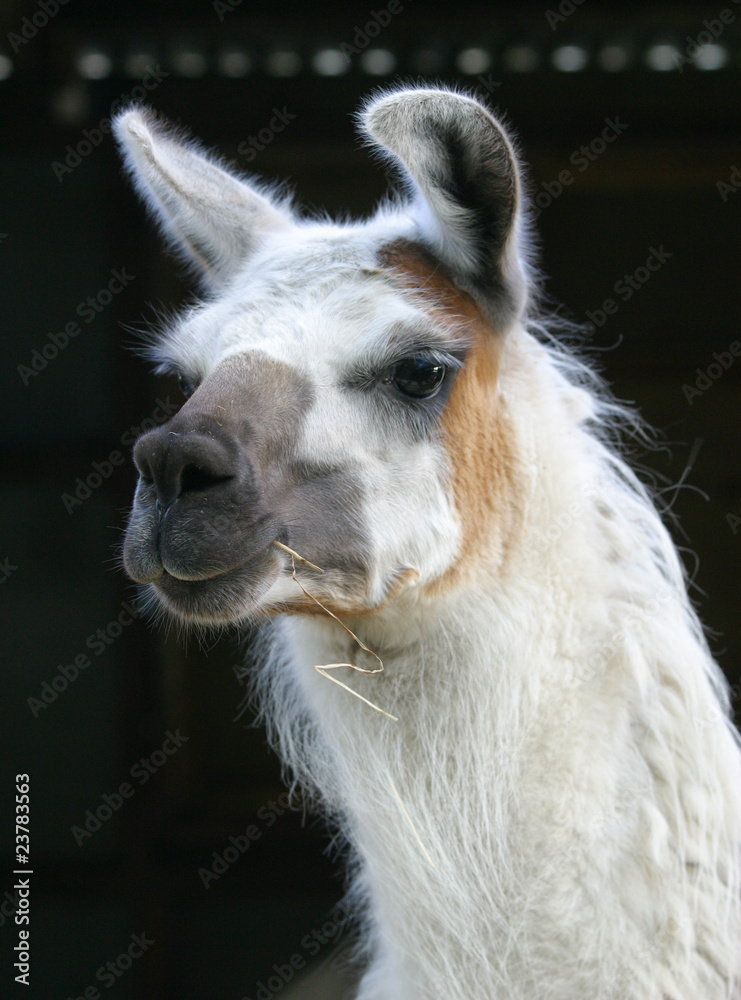 Fototapeta premium Lama