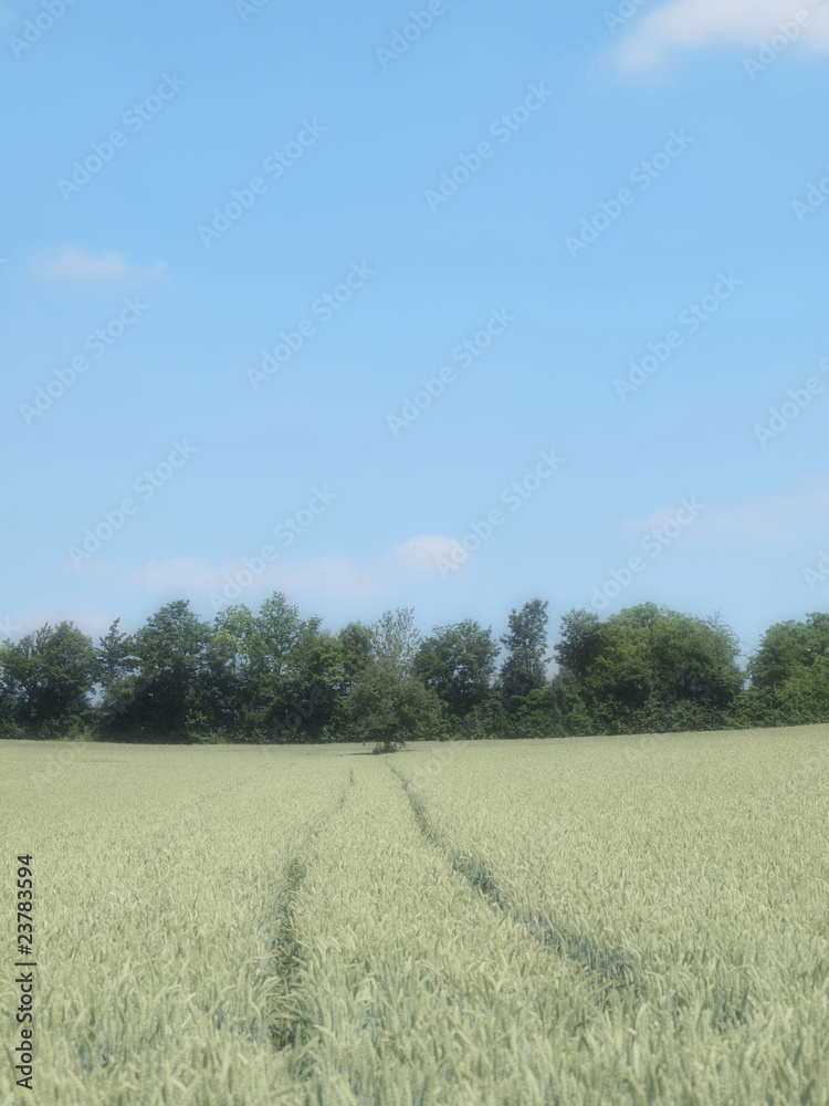 Fototapeta premium Fahrspuren in Getreidefeld