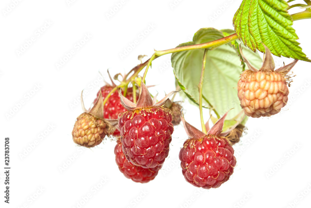 raspberries raspberries