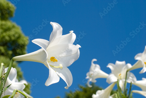 テッポウユリの群落と青空