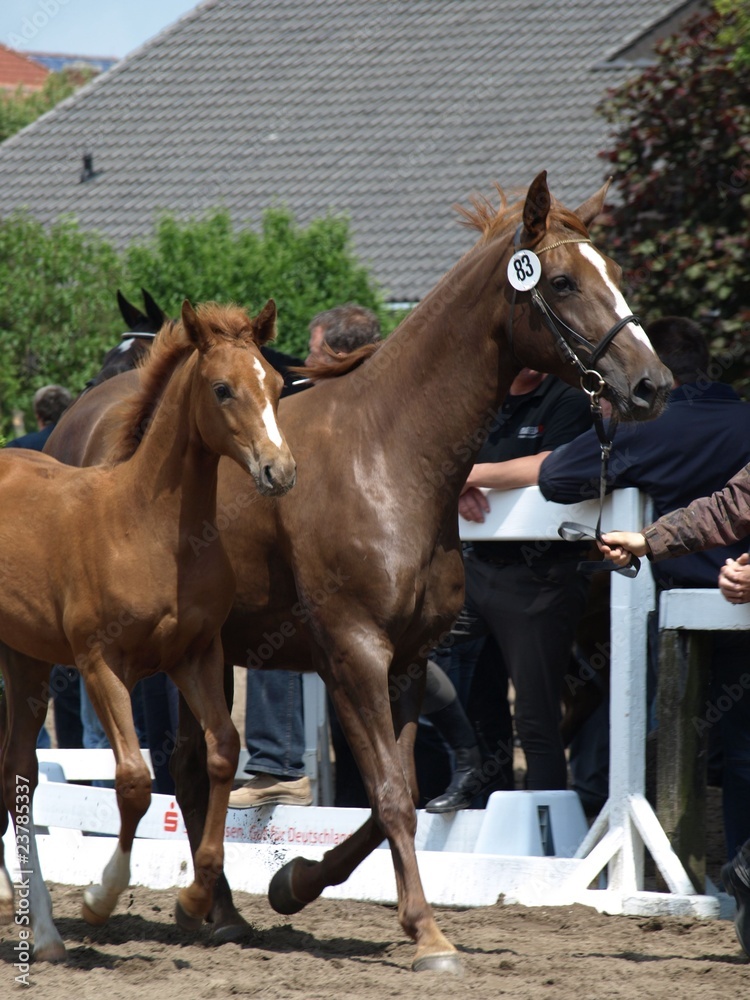 Obraz premium Stutenschau