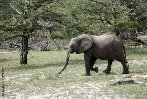 Elephant kid  Selous National Park  Tanzania