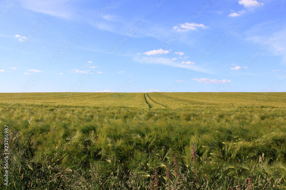 Fototapeta premium cornfield and cloudy blue sky