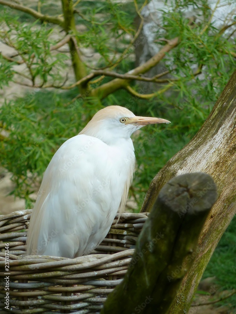 Obraz premium oiseau