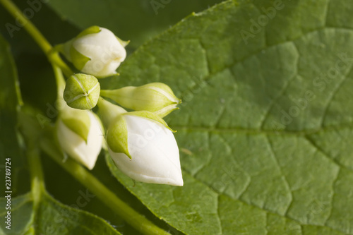 jasmine blossom