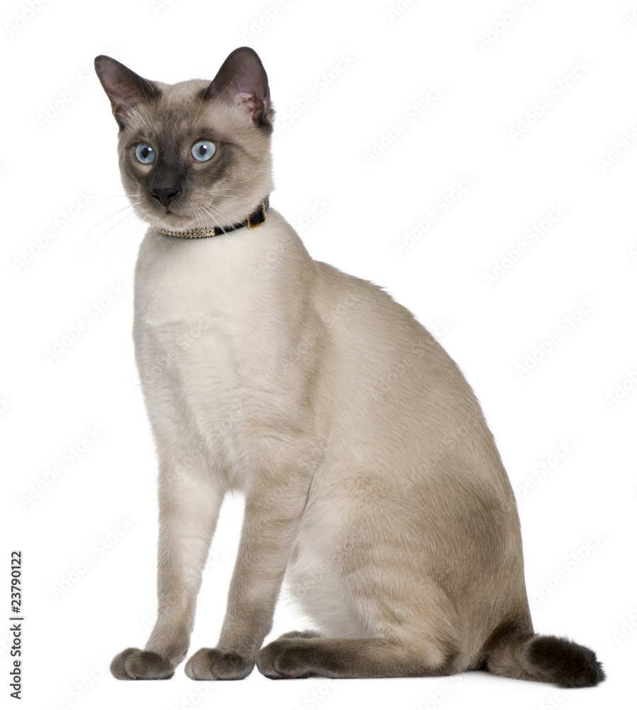 Siamese cat, 8 months old, sitting