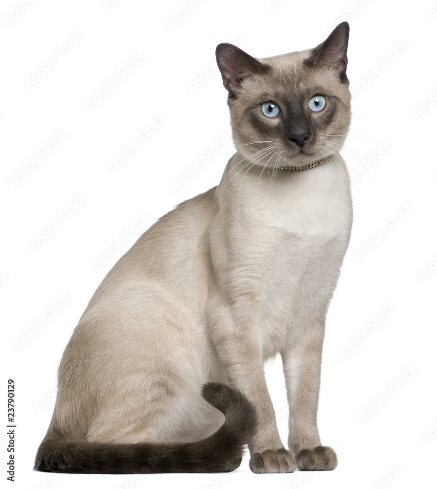 Siamese cat, 8 months old, sitting