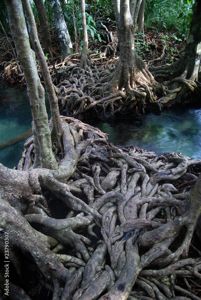 Twisted roots of mangrove trees surround river Twisted roots of mangrove trees surround river