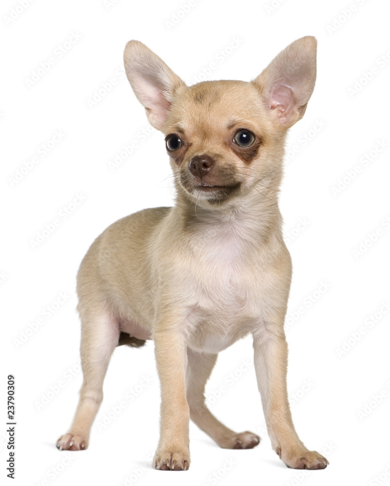 Chihuahua puppy, 5 months old, standing