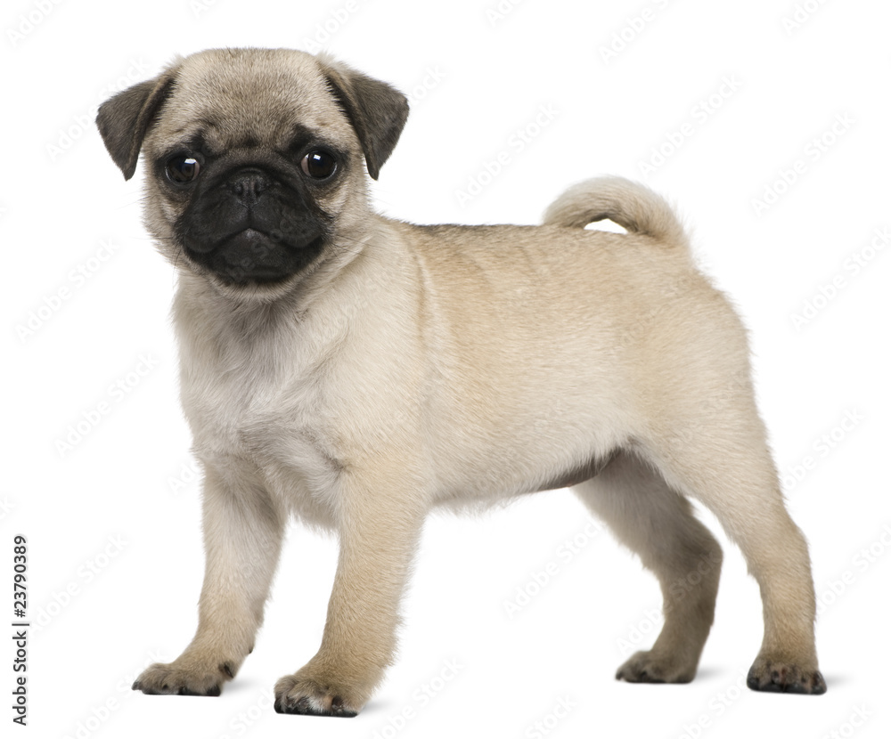 Obraz premium Pug puppy, 3 months old, standing